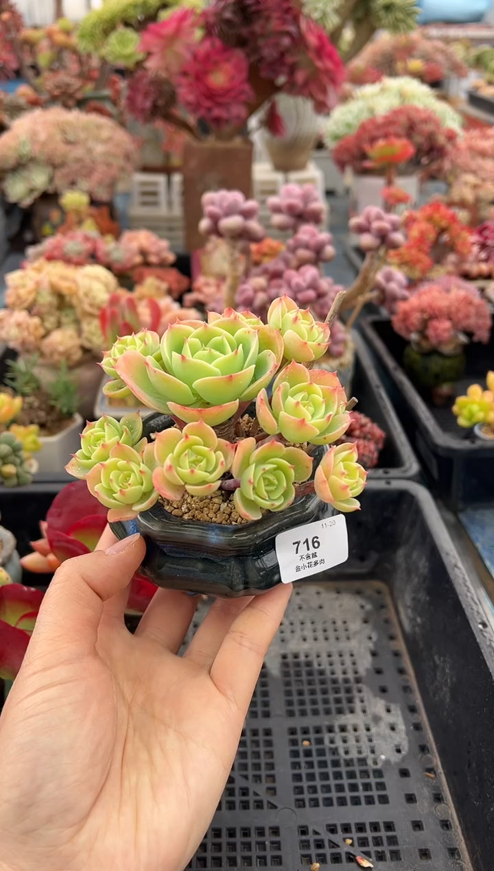 一**妞716              带盆