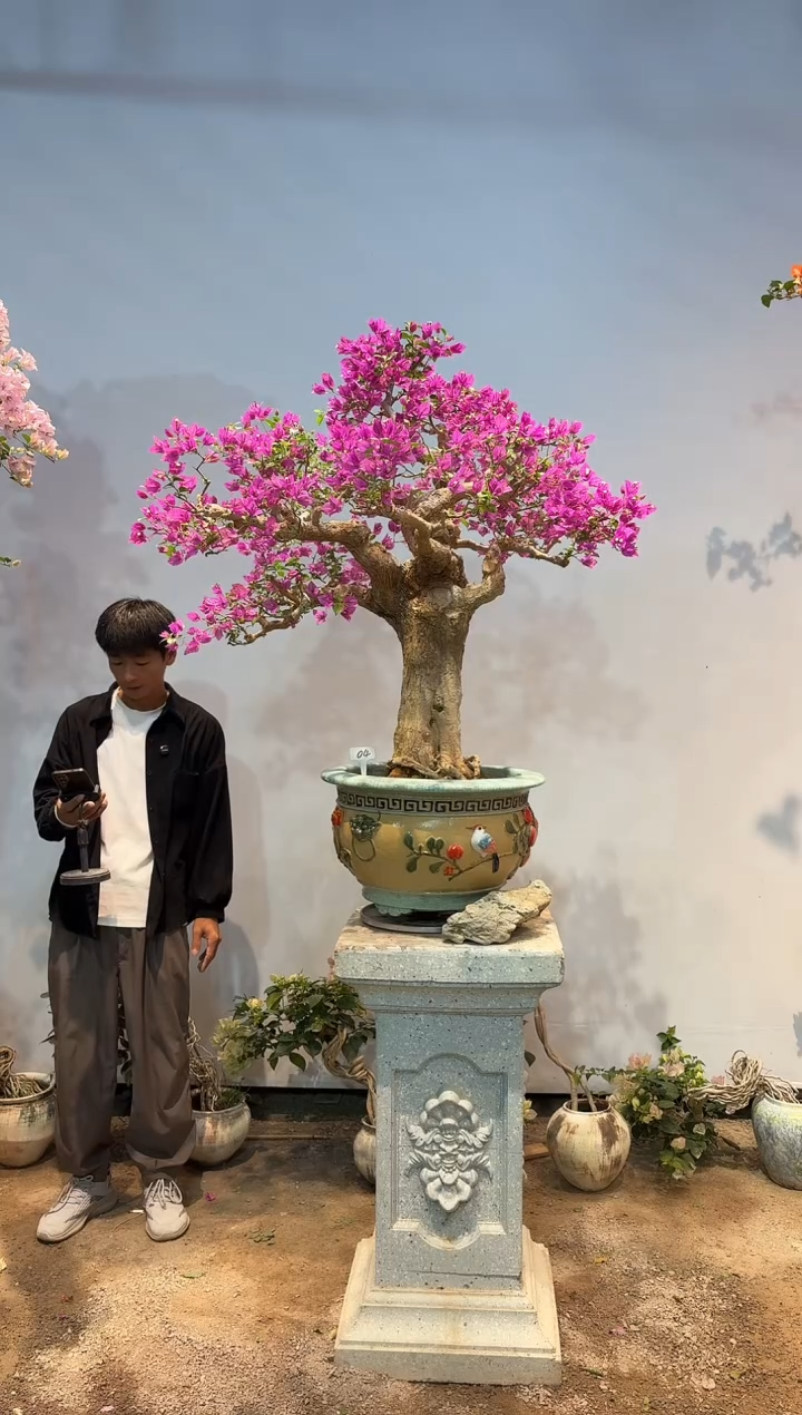 全部花朵风**生三角梅4