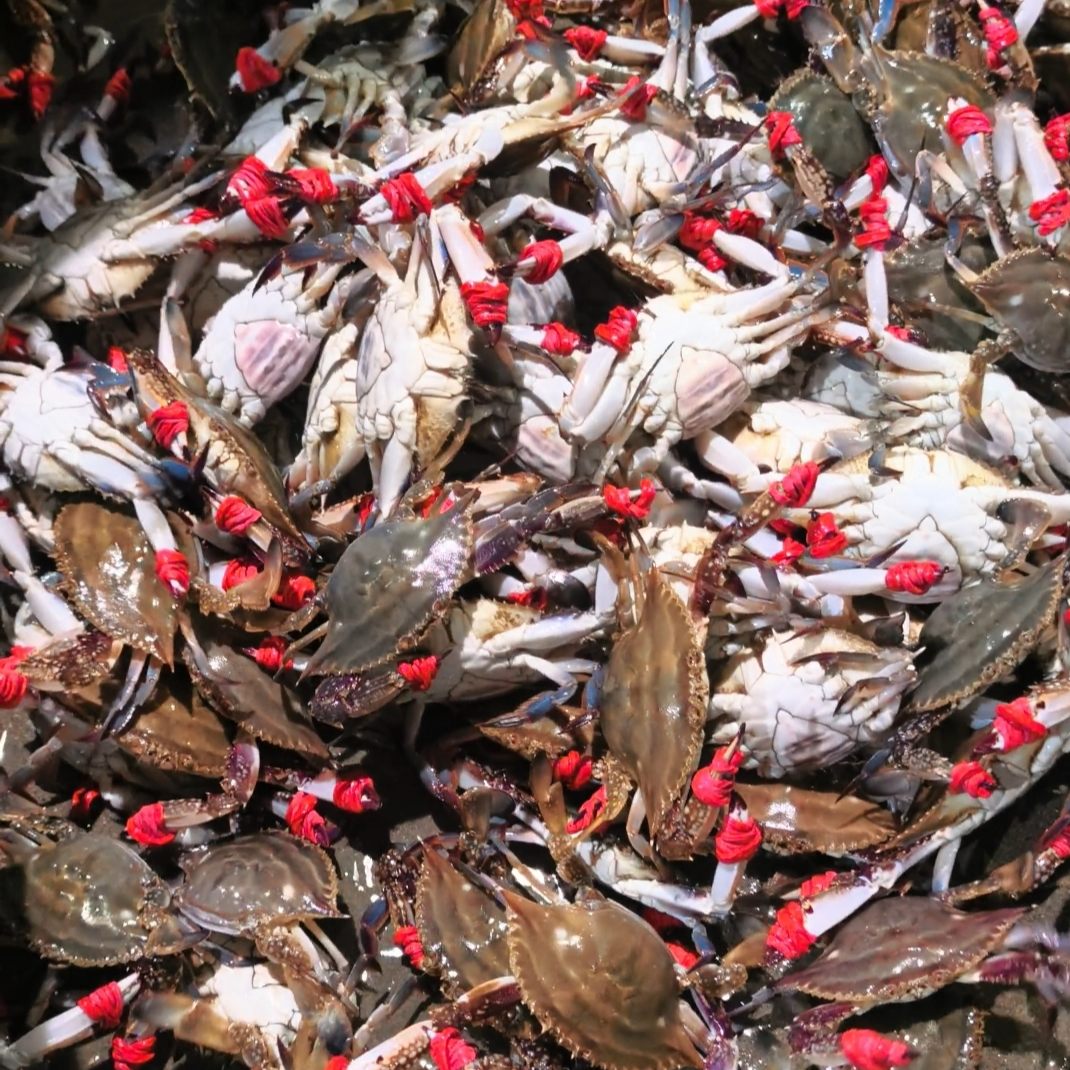 海洋岛三点红母飞蟹【保鲜不保活】（规格）一只3-4两左右总重2斤3斤
