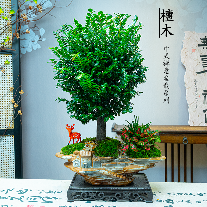 【单杆檀木】大老桩小叶紫檀盆栽室内好养可净化空气的桌面观叶绿植