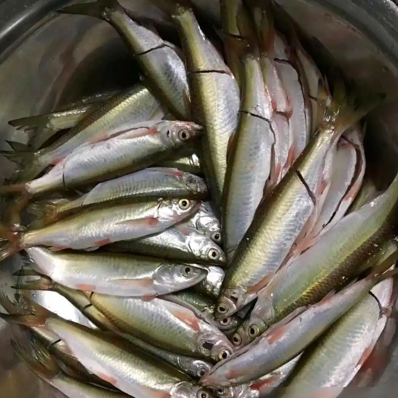 [鲜鱼]北江河新鲜野生蓝刀鱼鲜香可口可煎/闷/蒸/煮汤/香味十足