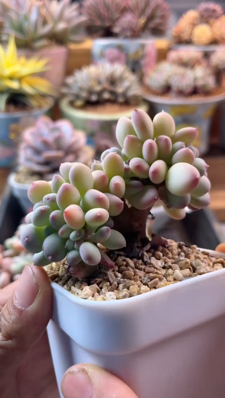 5.24-40三日月缀化1111