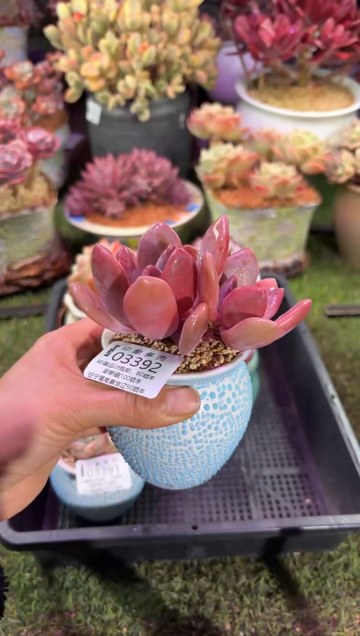 【闪购商品】03392脱土带盆