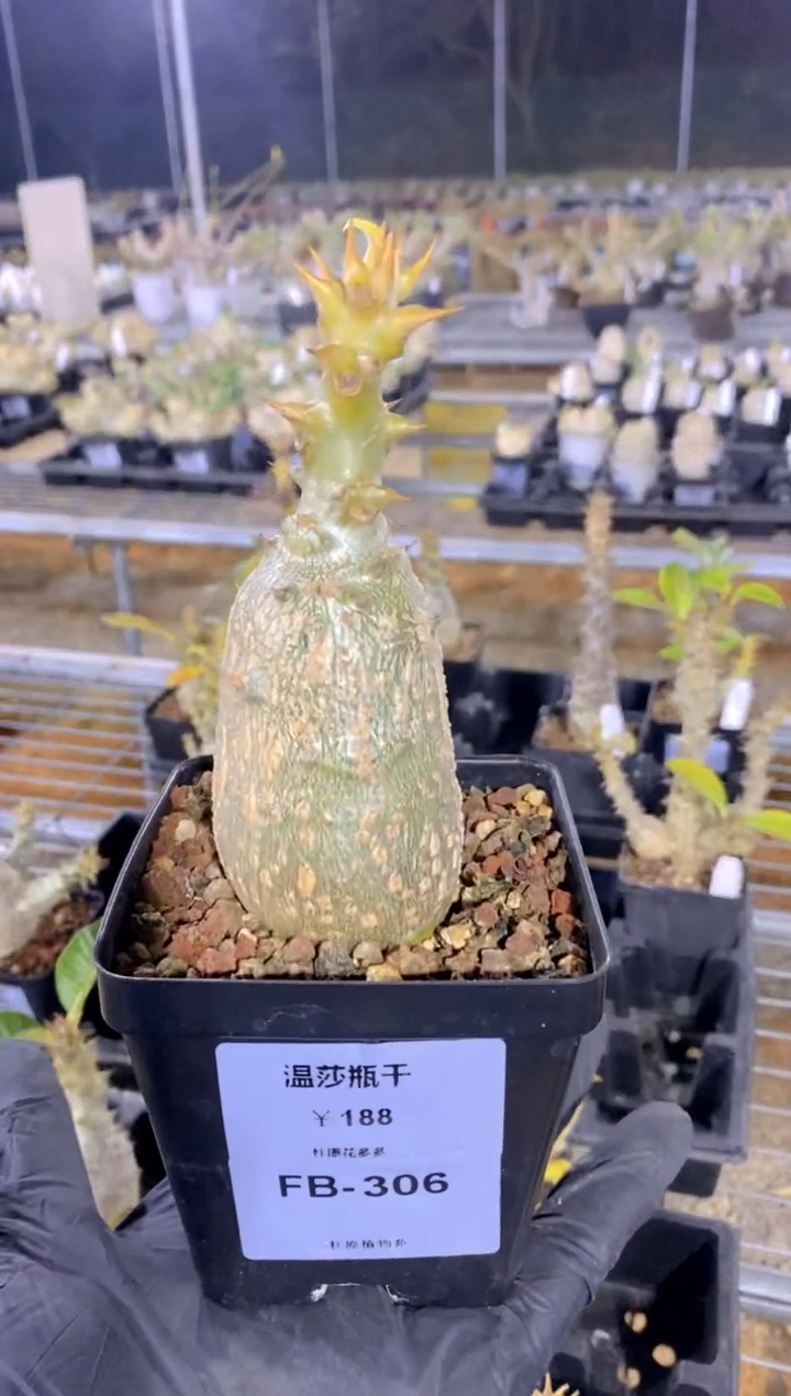 【闪购商品】温莎瓶干FB-306