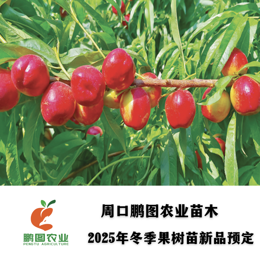 珍珠9号双芽苗 离核抗蚜 高糖纯甜无酸 极丰产超长货架期