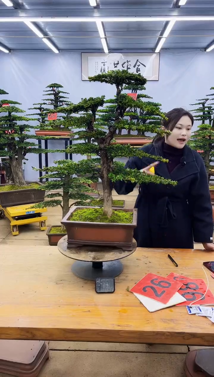 【闪购商品】高端盆景一物一拍，所见即所得