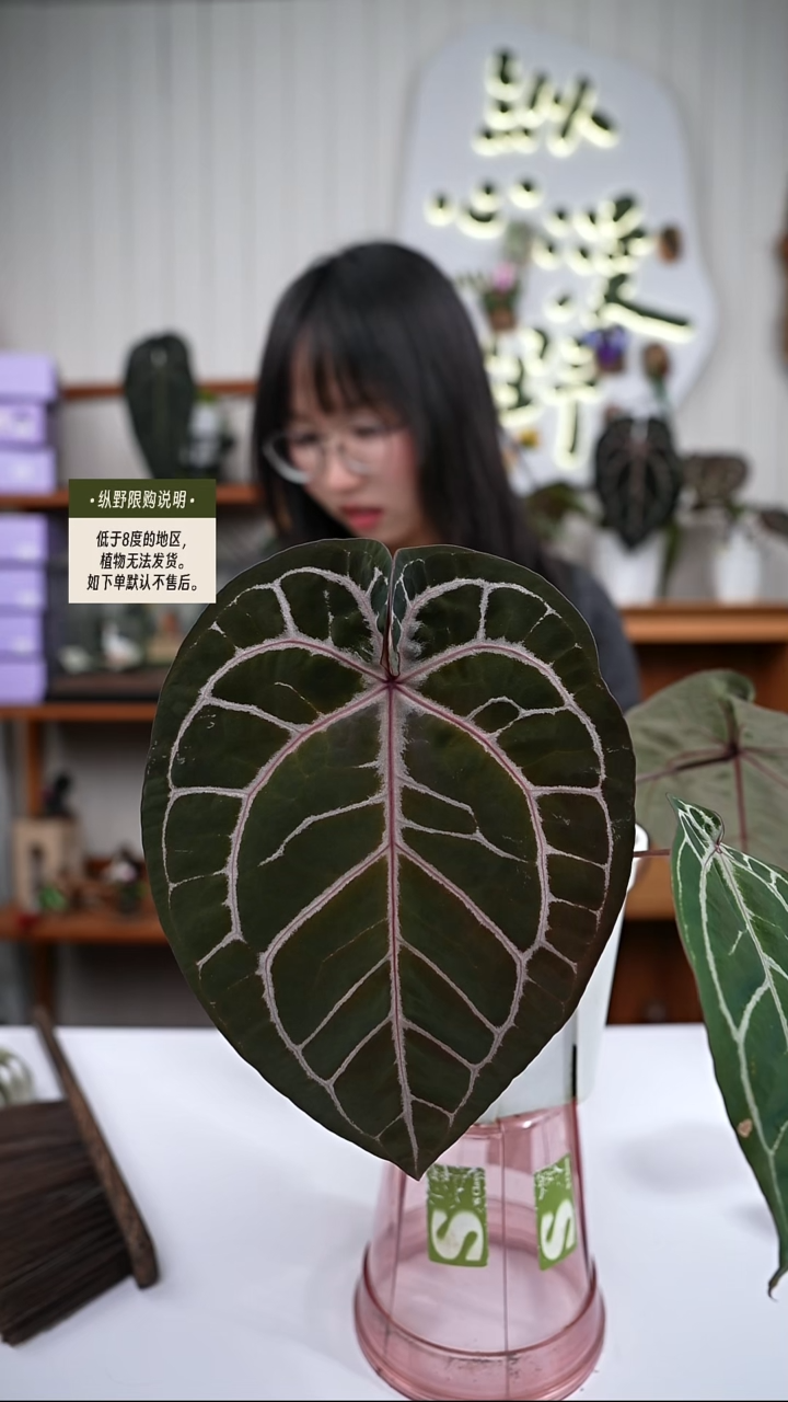 完全开放Y96紫水晶杂