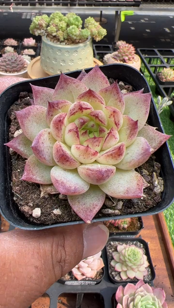 东云多肉园二店-249