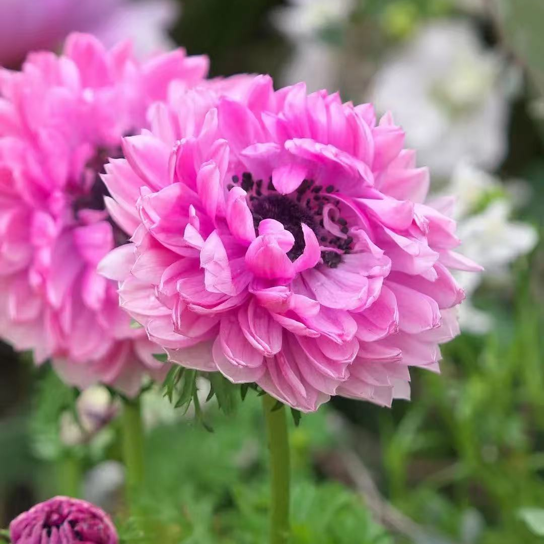 银莲花【重瓣玫粉】盆栽庭院阳台多年生宿根花卉爆花机器