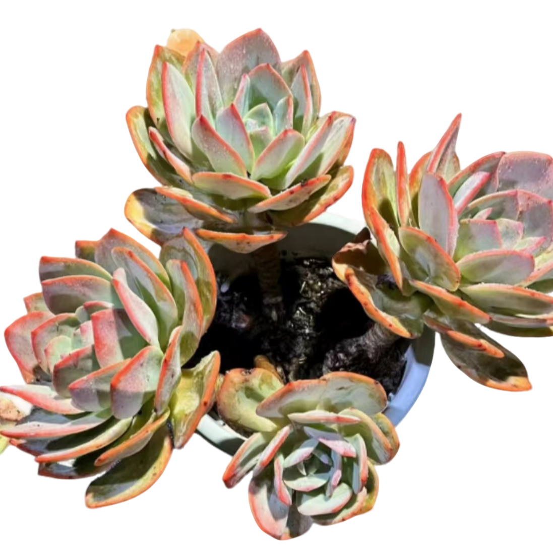 精品多肉植物 大血凤