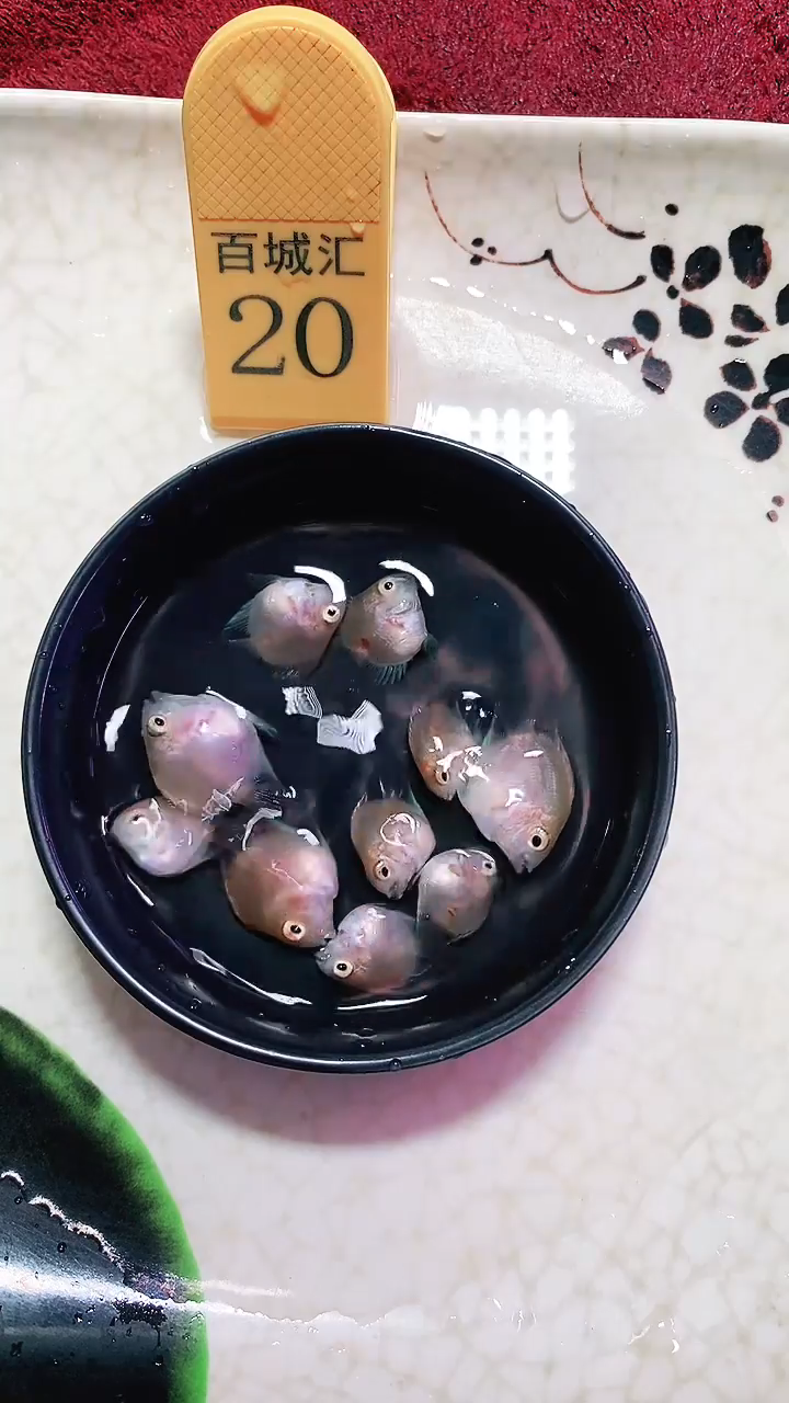 鹦鹉鱼8888888888