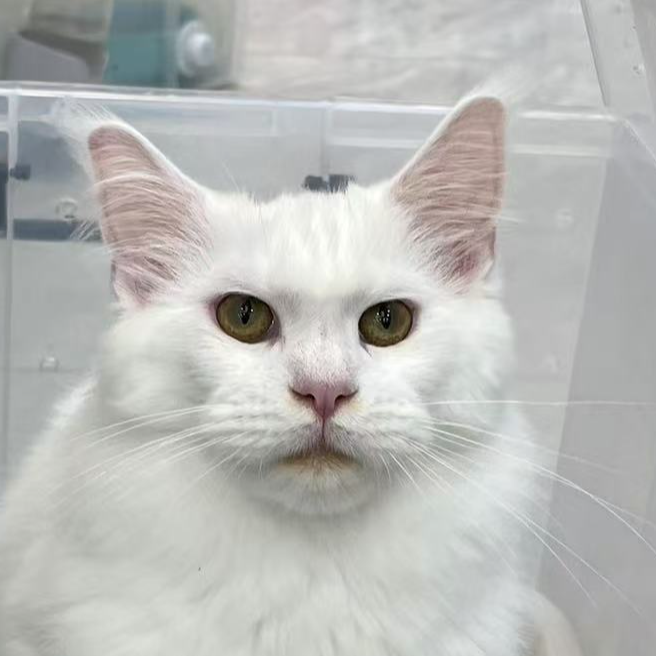 来了姊妹-纯白缅因猫 弟弟 15