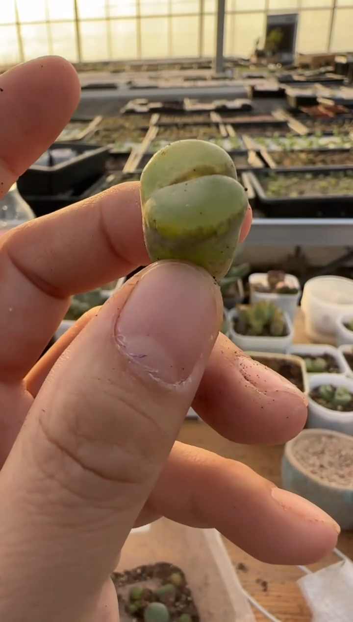 【闪购商品】9-393