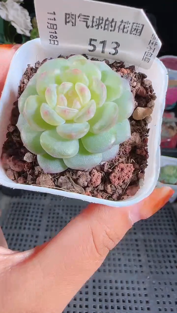  1118-513清浅麦秆群生不包整