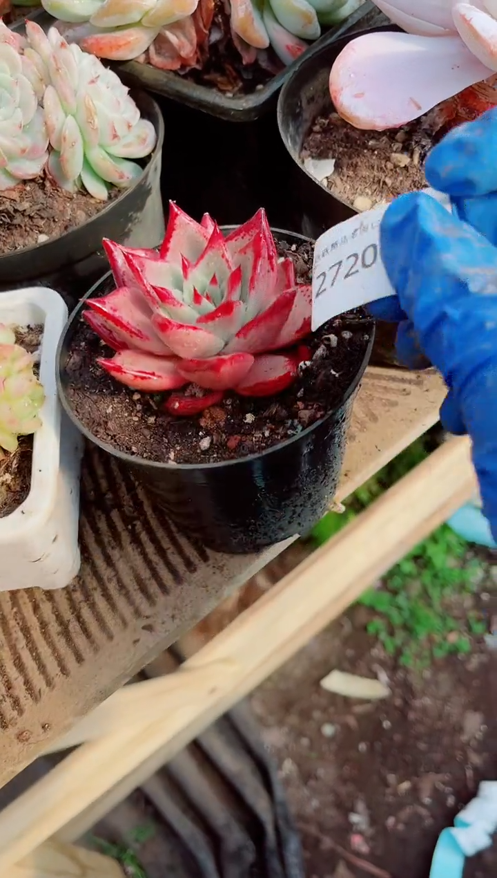 拾**听跃跃精品多肉27200