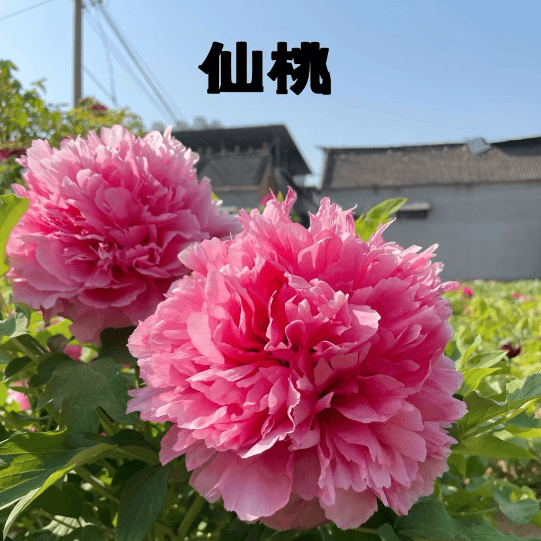 【仙桃】正宗洛阳重瓣牡丹花苗北方耐寒盆栽地栽室内庭院花卉牡丹苗