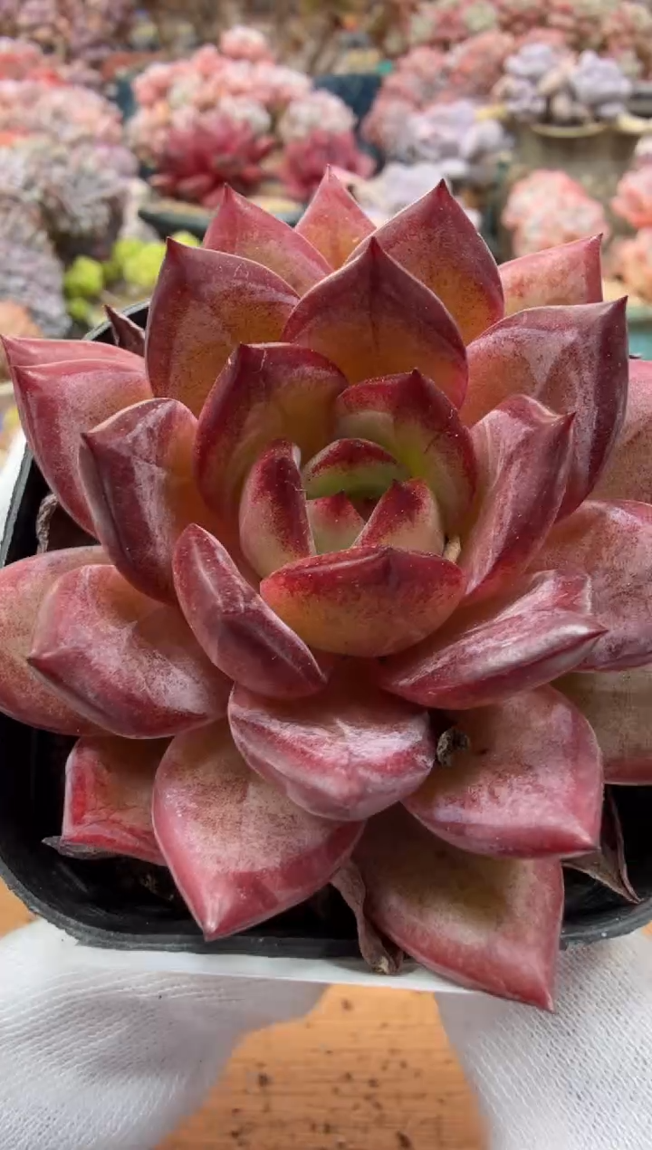 东云多肉园二店-59