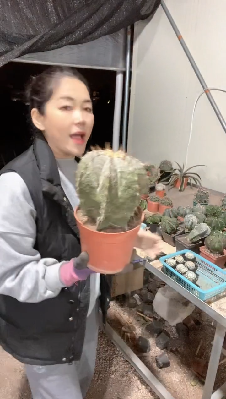 超大号班若仙人球