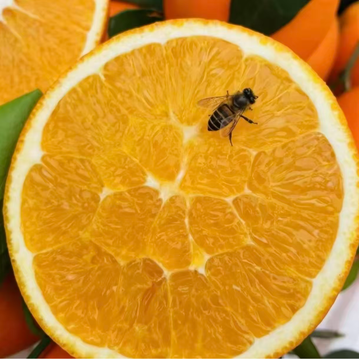 【奉节脐橙】正宗奉节脐橙新鲜现摘多汁香甜当季水果