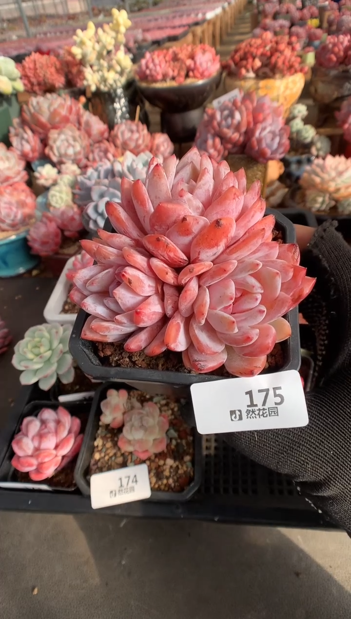 175雪天使一物一拍多肉植物