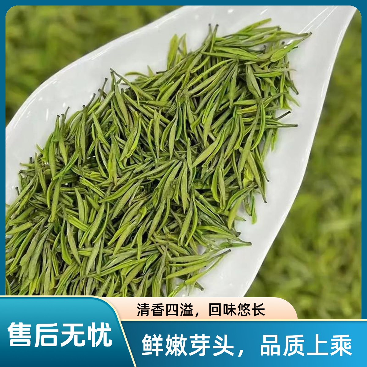 2025新茶绿茶精品水晶白茶金香玉 茶叶—精品小芽