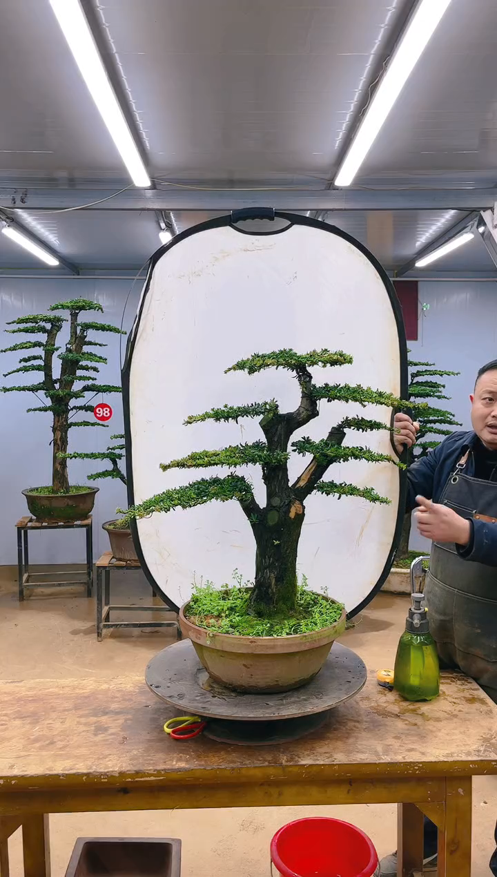 【闪购商品】精品盆景  一物一拍