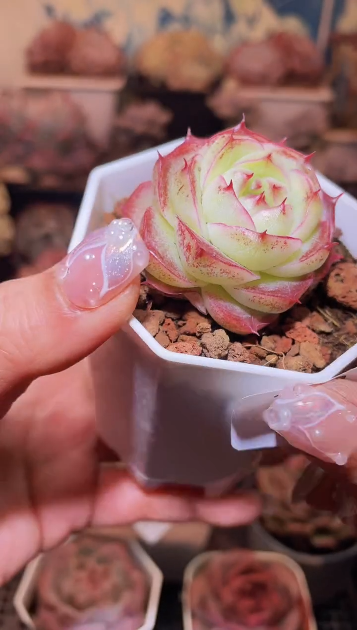 【闪购商品】108御书房