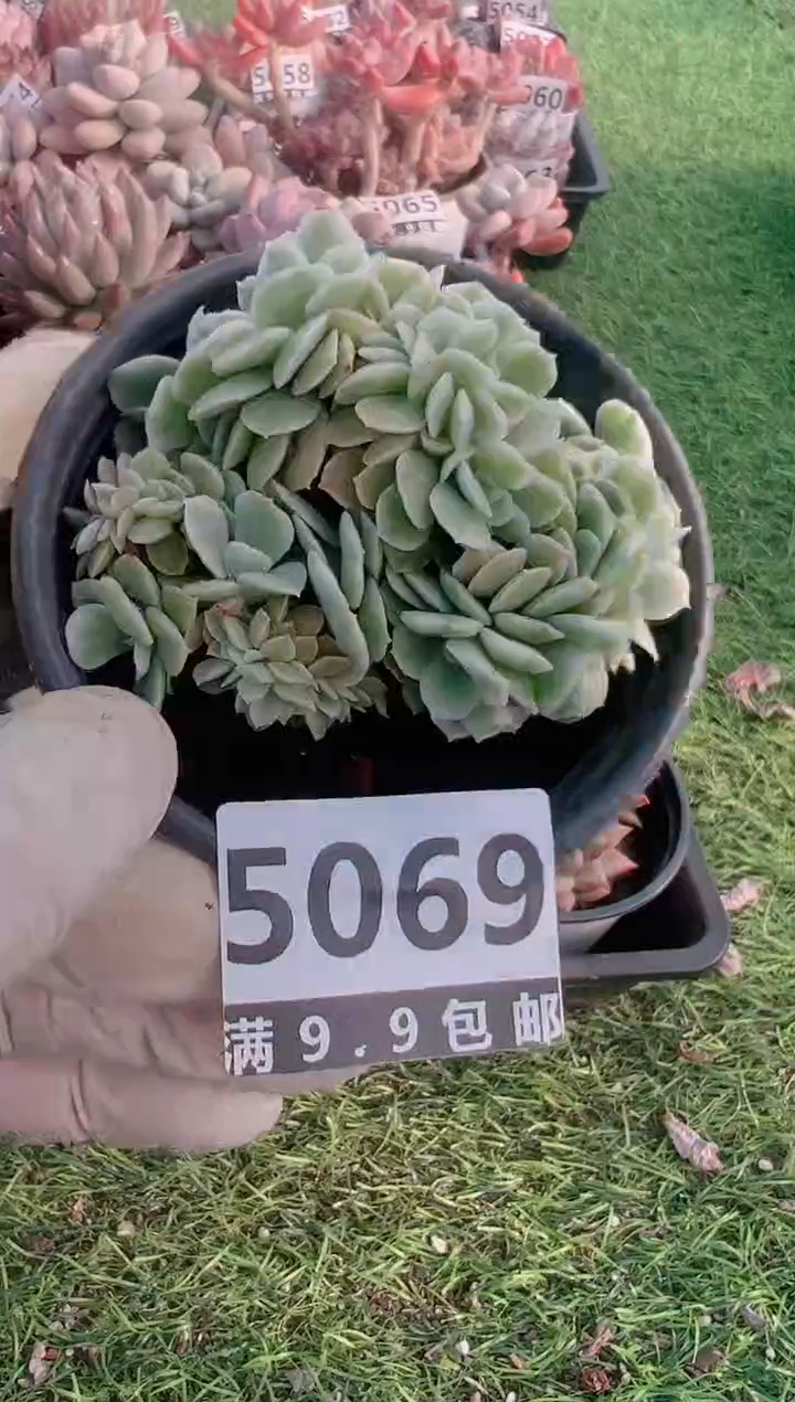 【闪购商品】信福多肉一物一拍