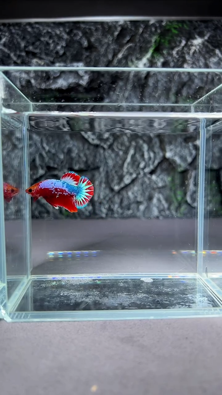 斗鱼竞拍链接A055