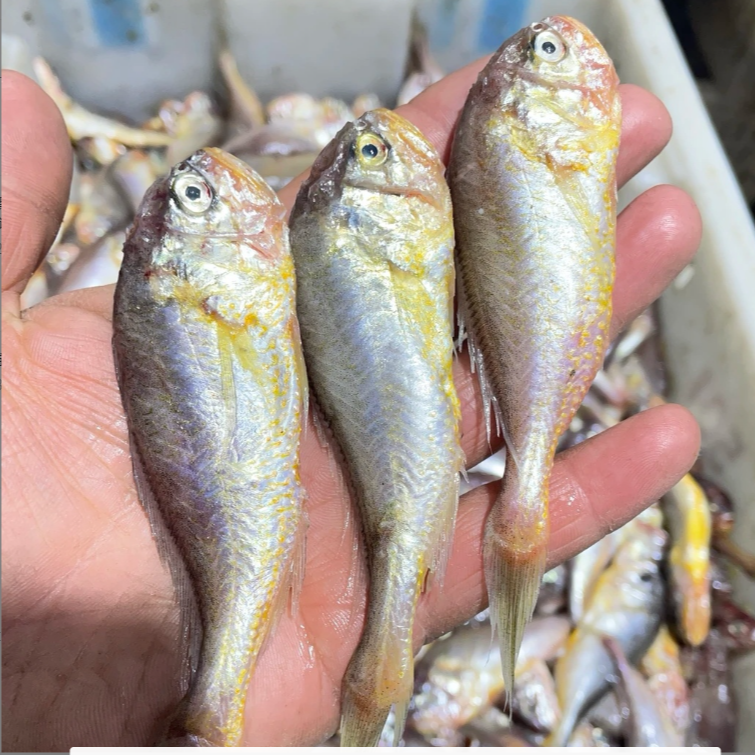 大连发货野生大头宝（大小不均匀鱼肉质嫩容易破肚子介意勿拍）