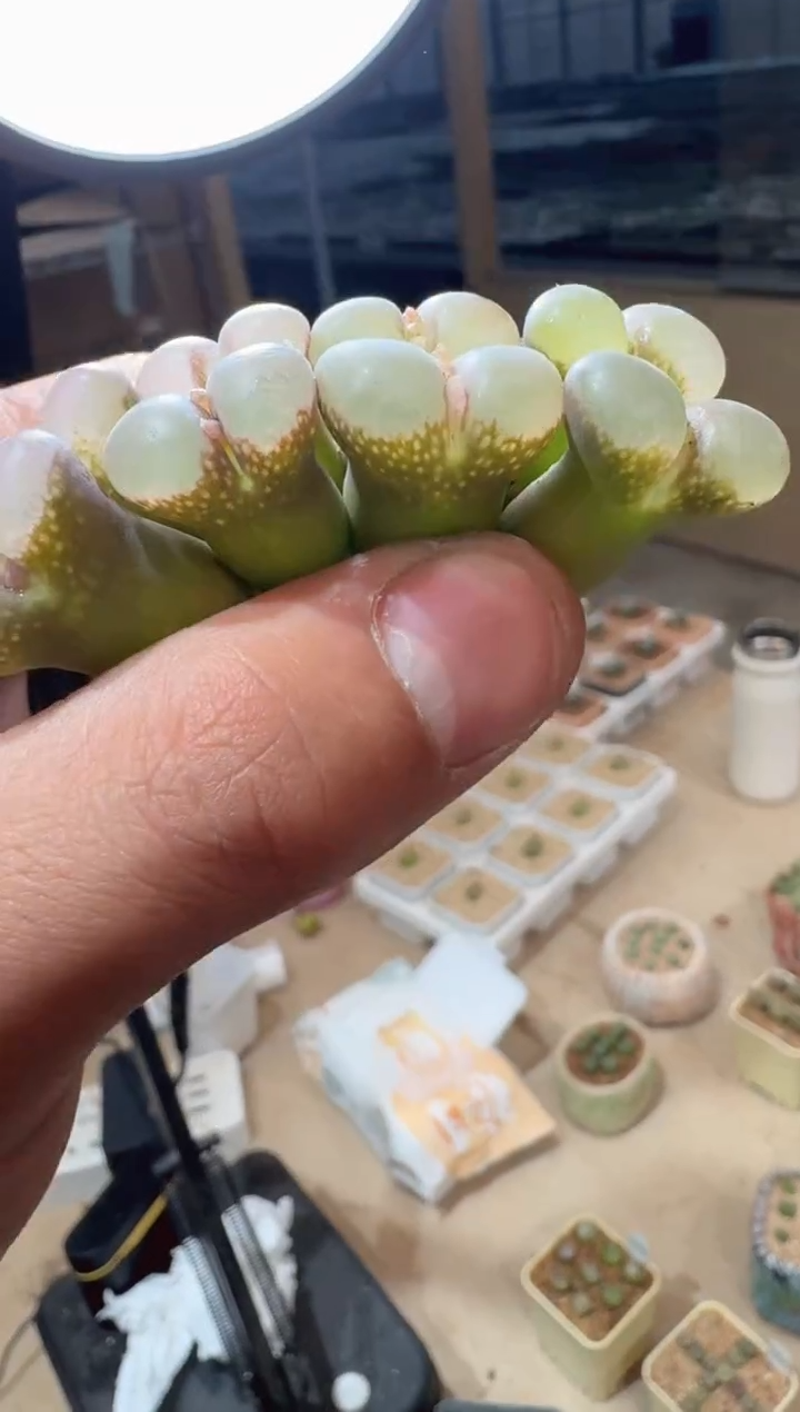 101多肉植物肉锥纷云纱一颗