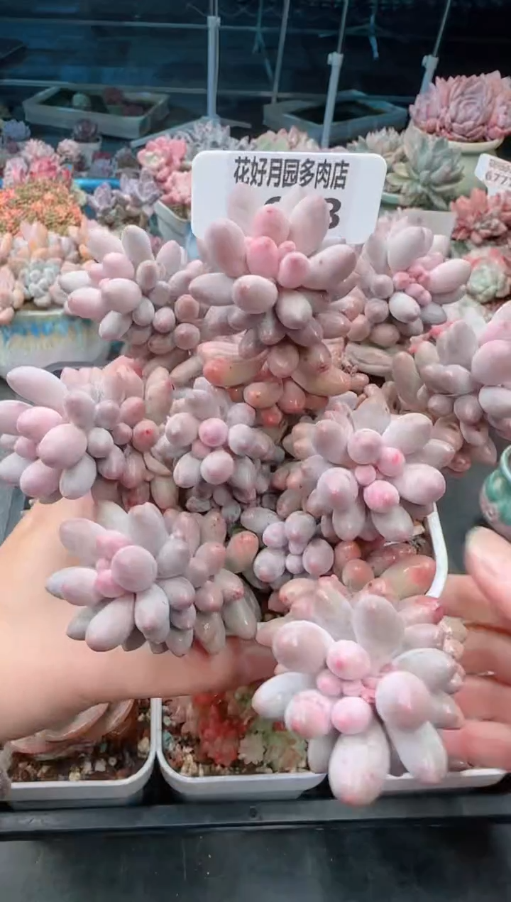 【闪购商品】0643.