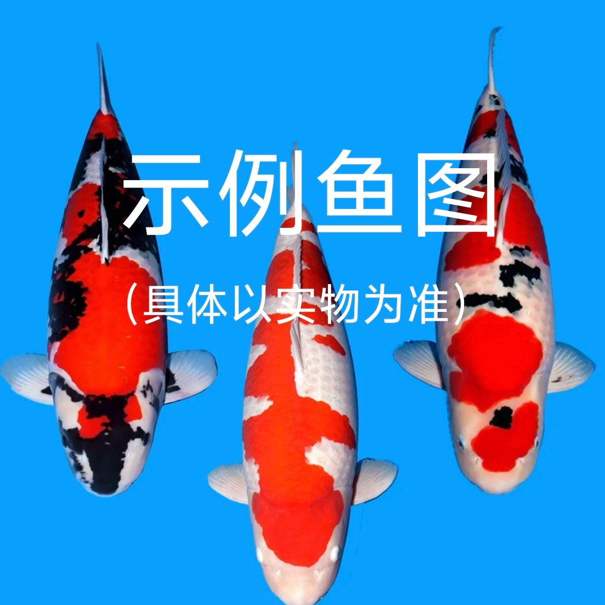 名血锦鲤 渔场直销 