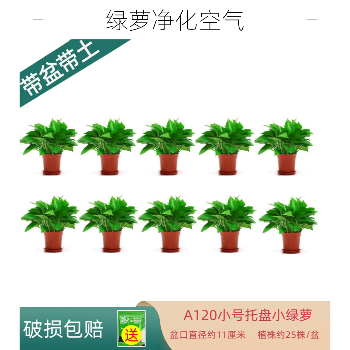福利款托盘小绿萝盆栽室内绿植办公室除甲醛好养绿萝