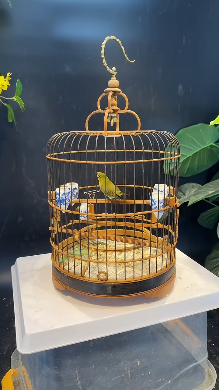 木2号   绣眼养笼0元起拍