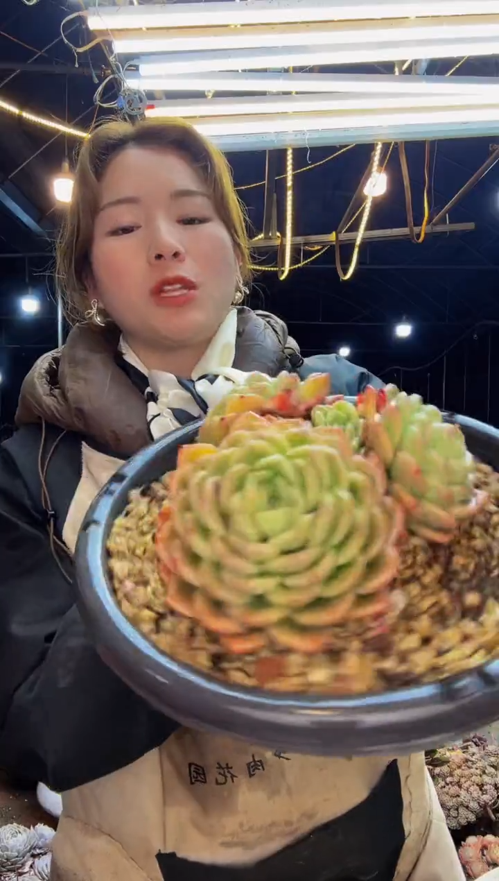 【闪购商品】冰玉大群一物一拍脱土包邮