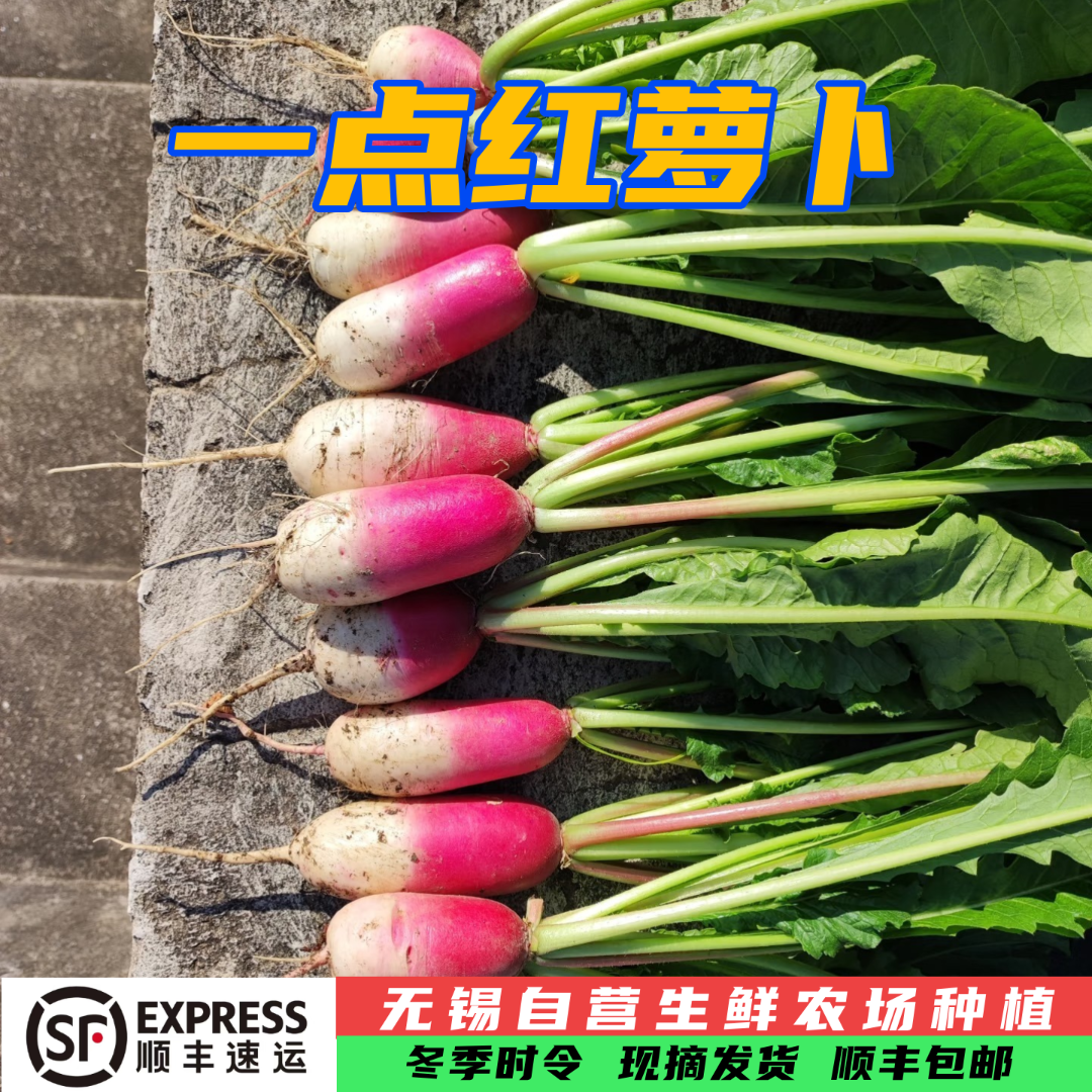霜冻一点红萝卜 顺丰包邮 炖汤生吃萝卜