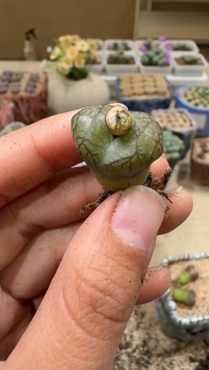 花****愛9-133多肉植物肉锥