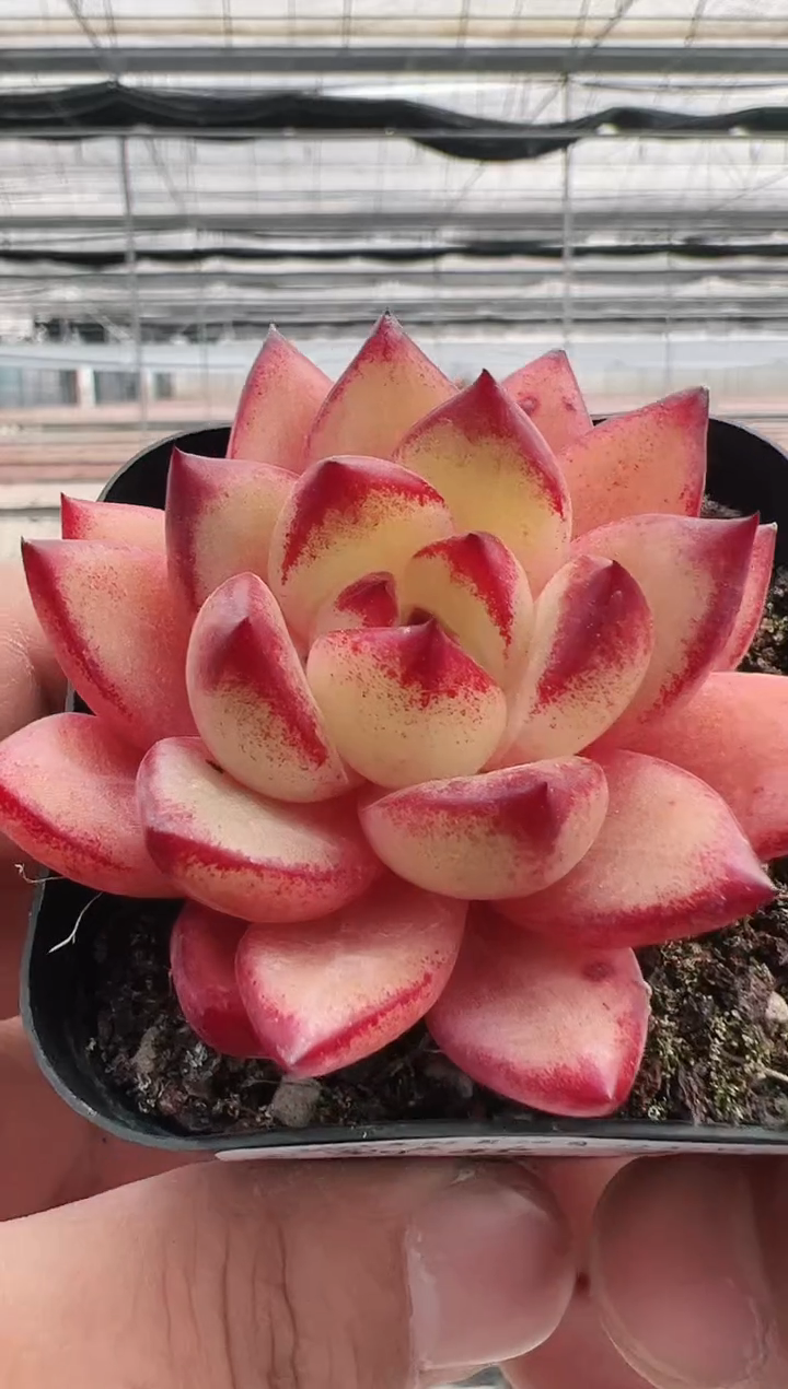 【闪购商品】新款多肉-26