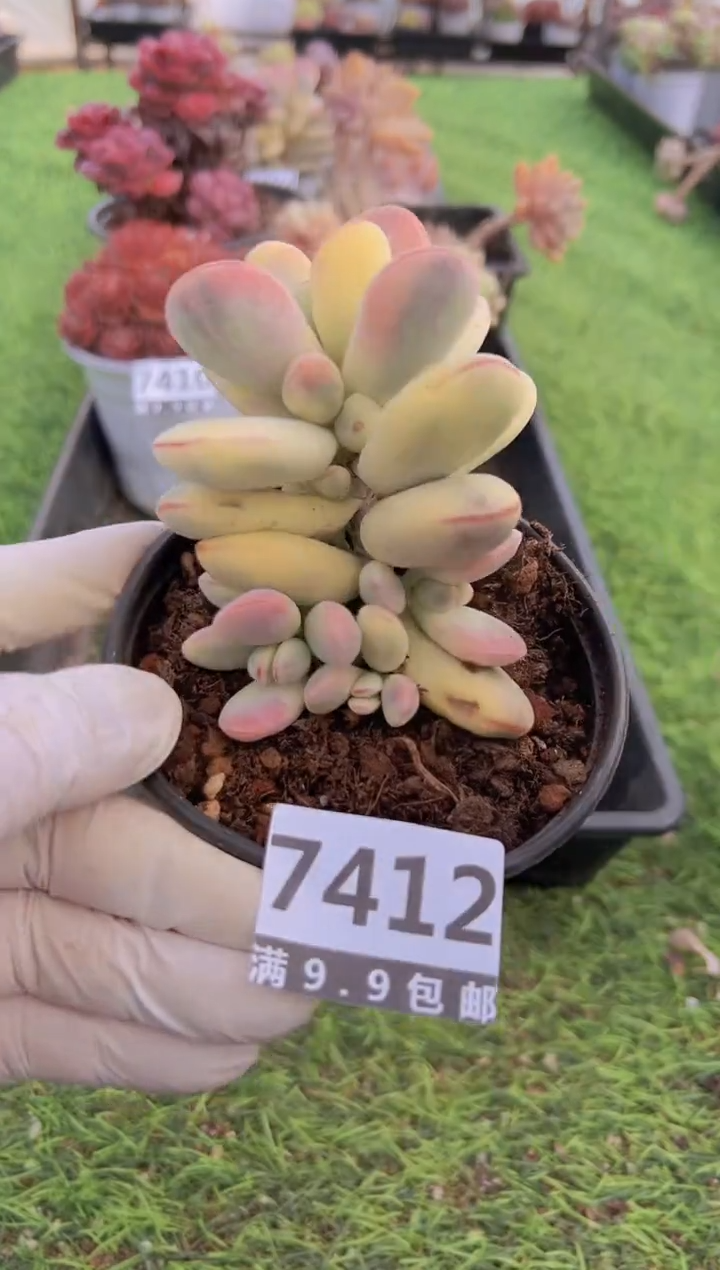 【闪购商品】信福多肉一物一拍