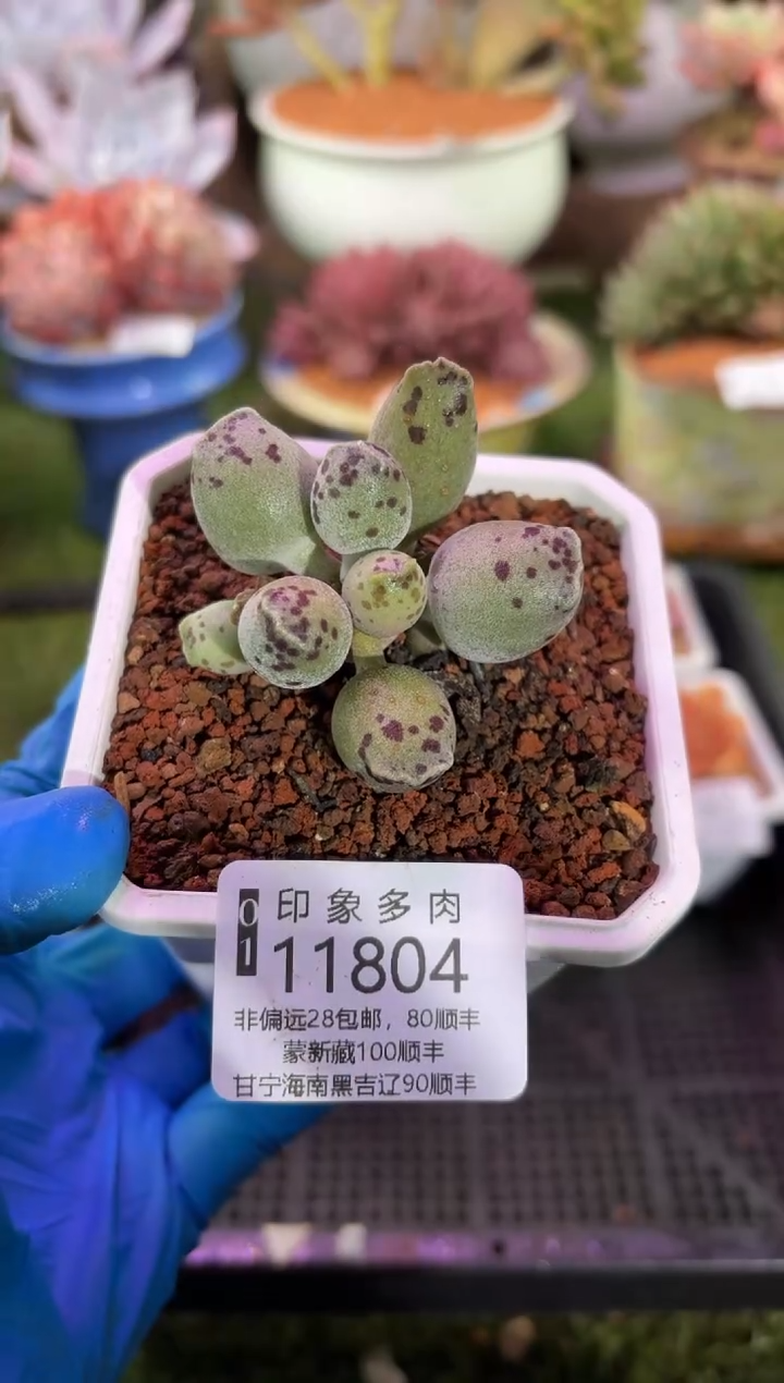 【闪购商品】11804