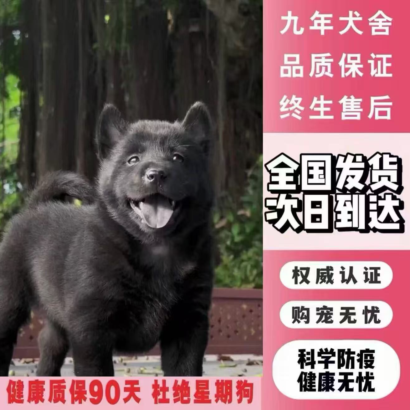 五黑犬中华田园犬虎头猫耳大骨架赶山狩猎看家护院幼犬