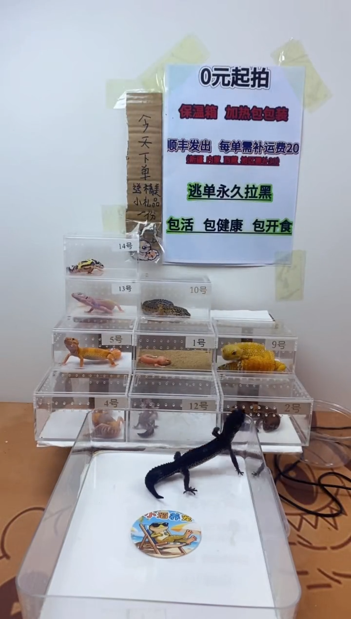 豹纹守宫豹纹守宫幼苗亚成体成体