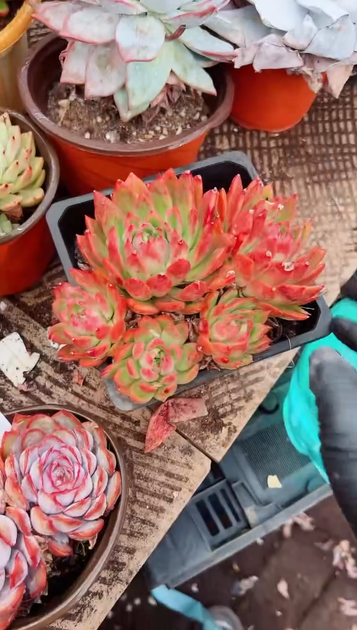 ^****^多肉植物一物一拍06151