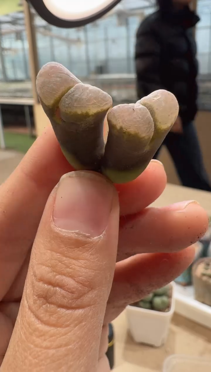 24-94多肉植物肉锥