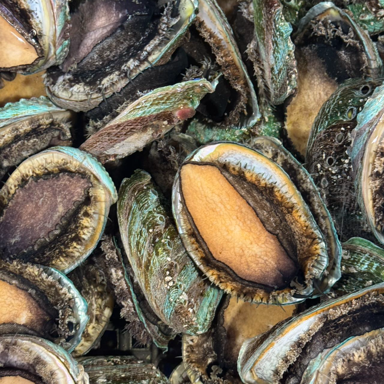 【水不同】大连鲜活鲍鱼