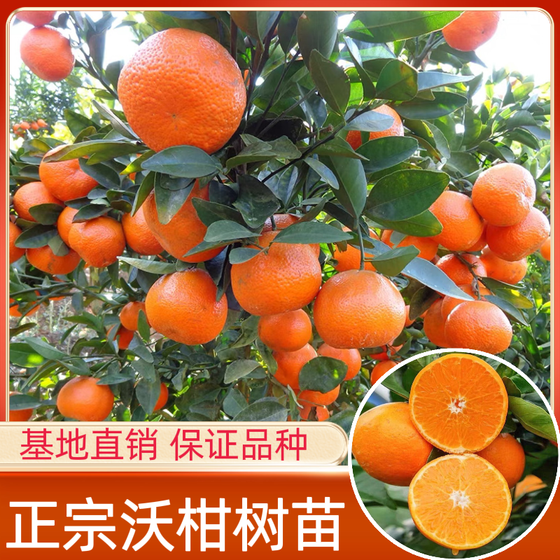 （带土带叶）无核沃柑高端盆栽适合庭院阳台种植当年结果