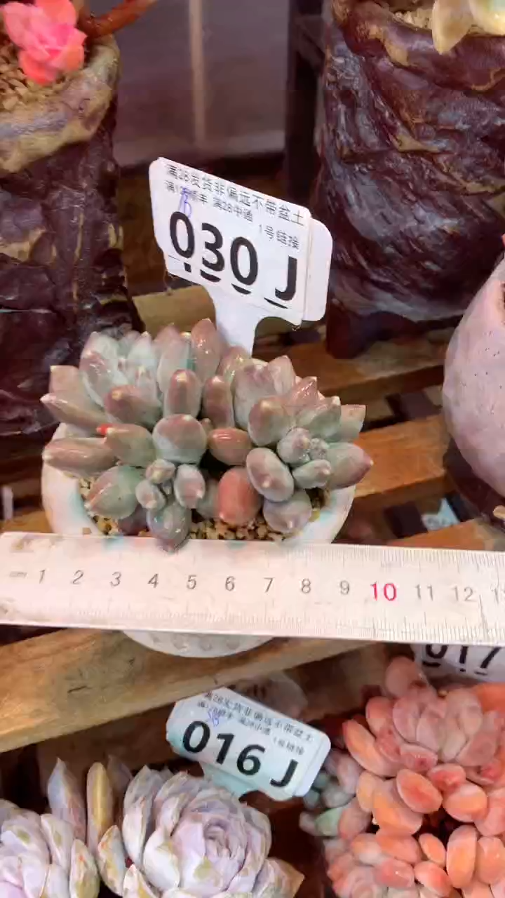 030J（一物一拍，精品多肉，所见即所得 ）