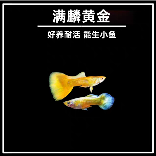 【满鳞黄金】4条+2条备损精品纯种孔雀鱼新手小白好养易繁殖热带鱼