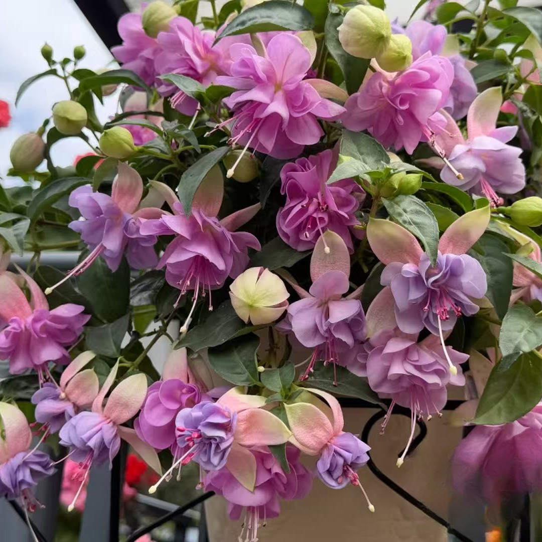 倒挂金钟【紫鸢】丛生盆栽阳台庭院四季开花耐热植物